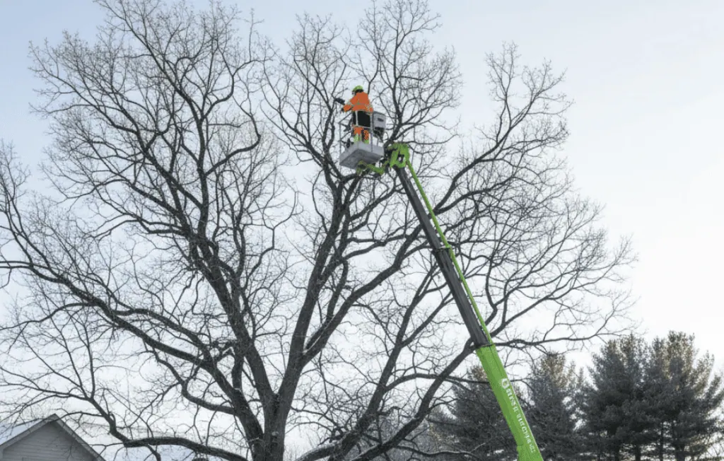 Winter Tree Care | Renstrom Tree Company