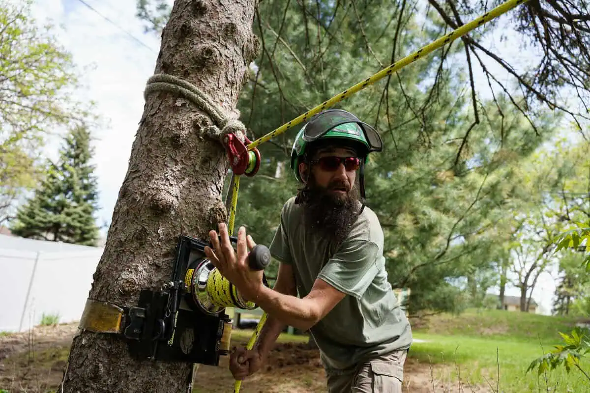 Tree Removal Service