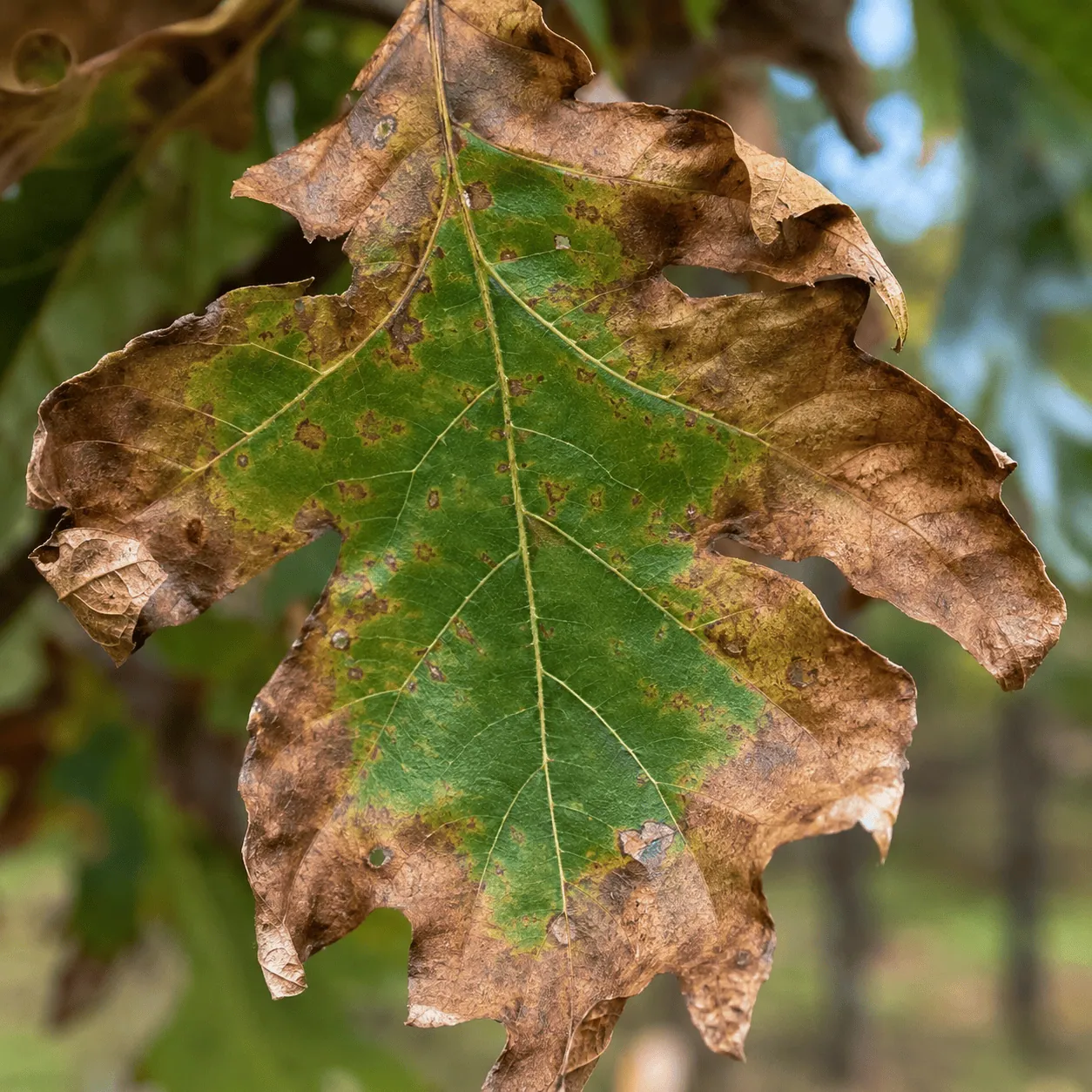 Oak Wilt Minnesota: Prevention and Arborist Care | Renstrom Tree Service