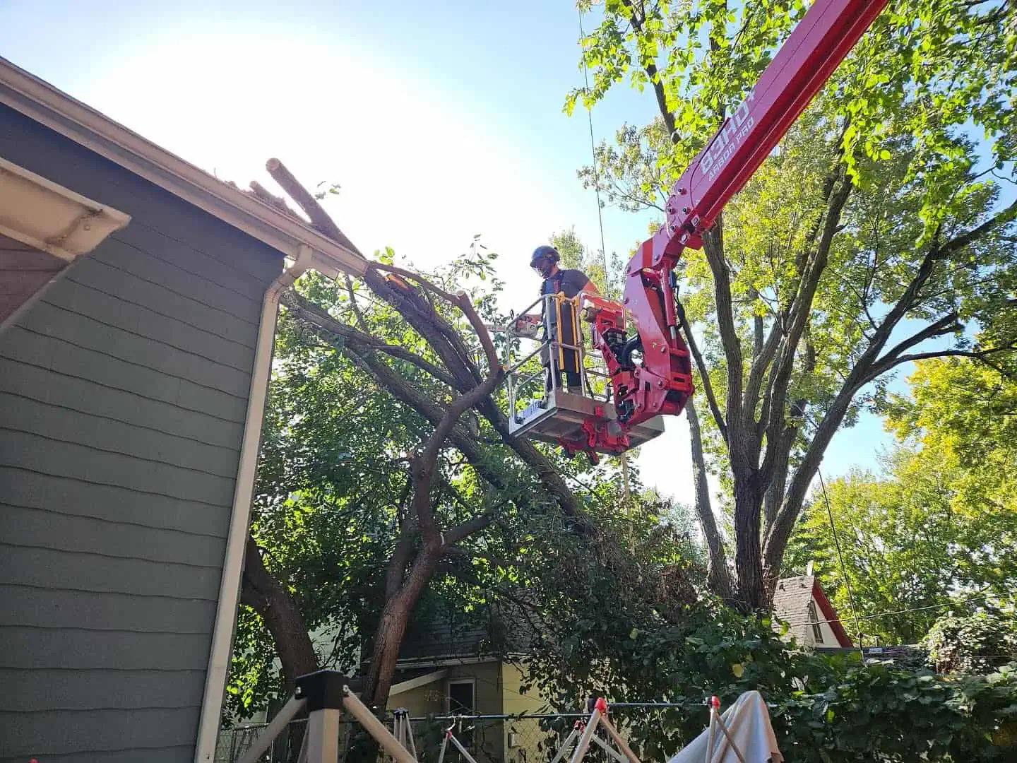 Expert tree removal team working on a tree in the Twin Cities.