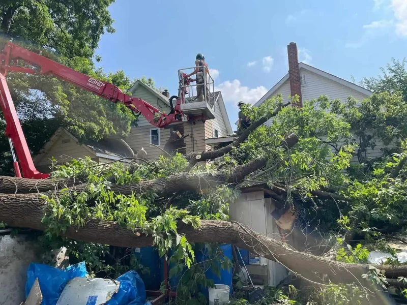 60-Foot Ash Tree Removal in White Bear Lake Renstrom Tree Service