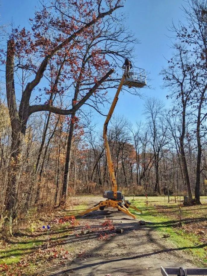 Effective Oak Wilt Strategies for Homeowners in White Bear Lake and Surrounding Areas