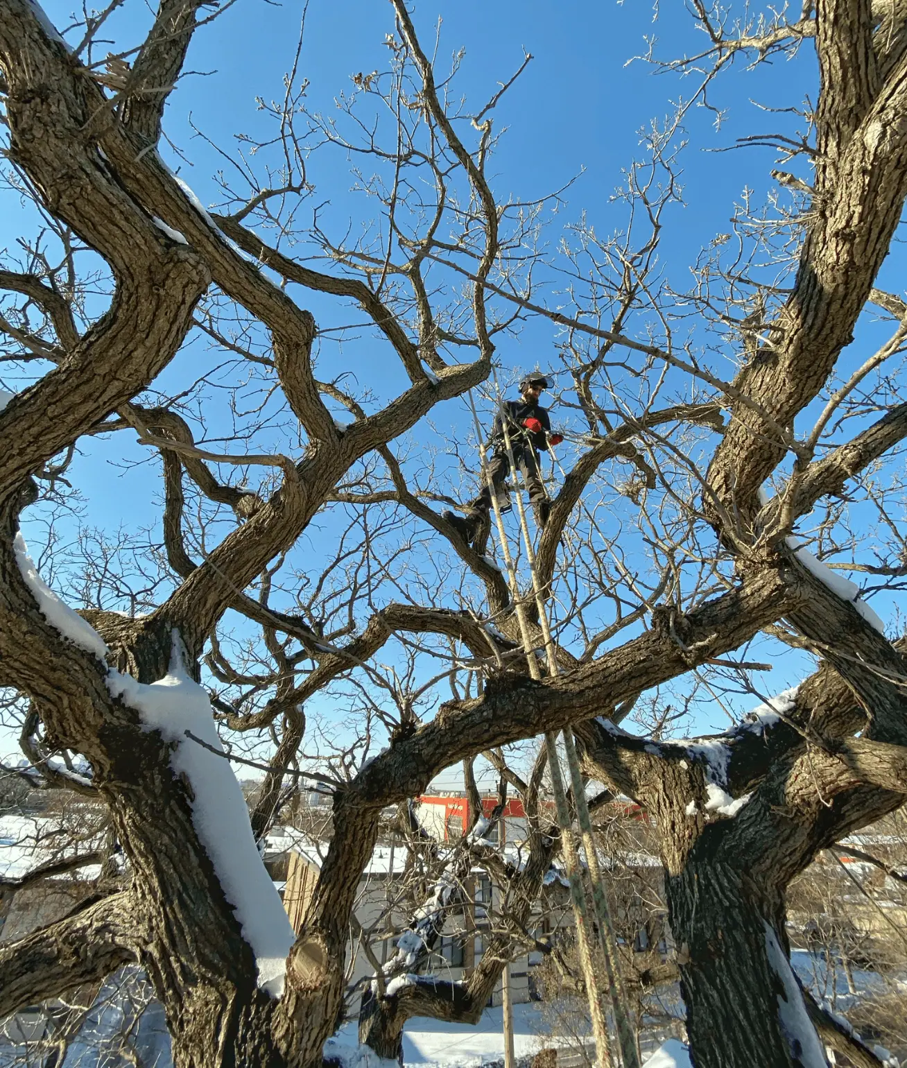 Visual representation of a hazardous tree needing safe removal in the Twin Cities area.