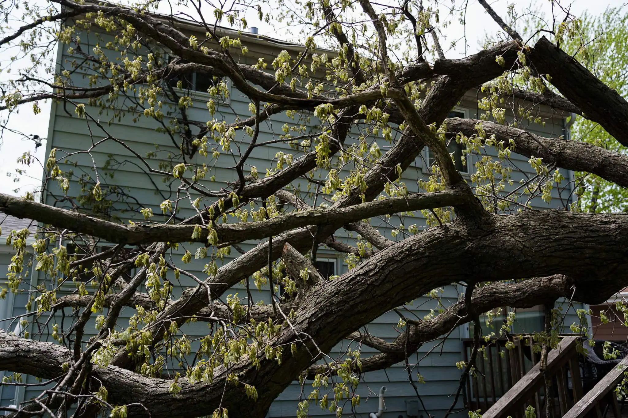 Minnesota Tree Health Guide: Risks, Warning Signs & Tree Care