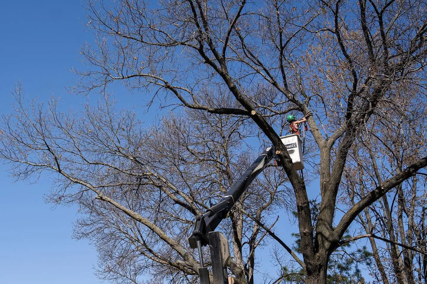 The Benefits of Professional Tree Care