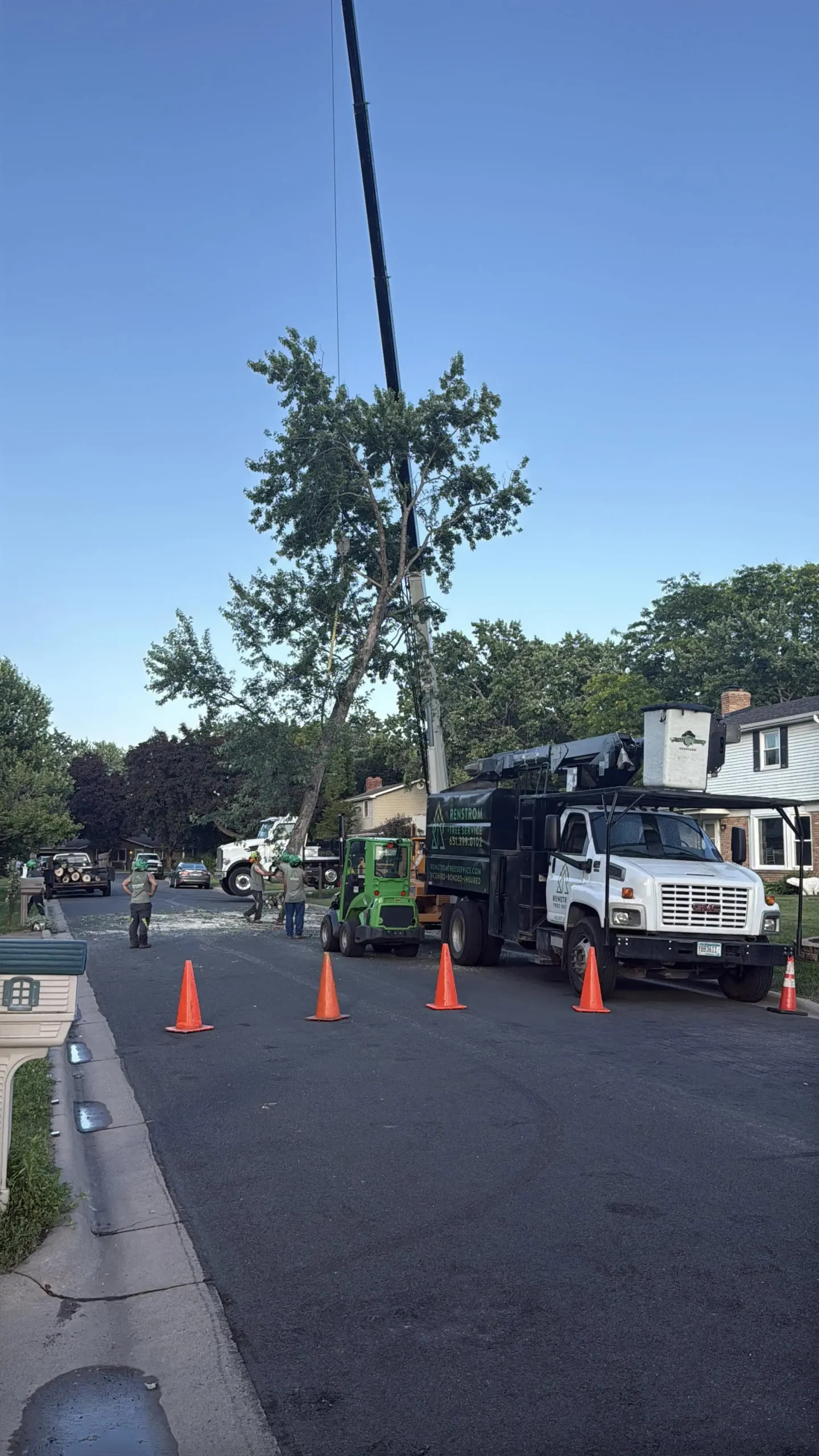 Tree Removal and Care in White Bear Lake, Lake Elmo, Roseville, and Shoreview