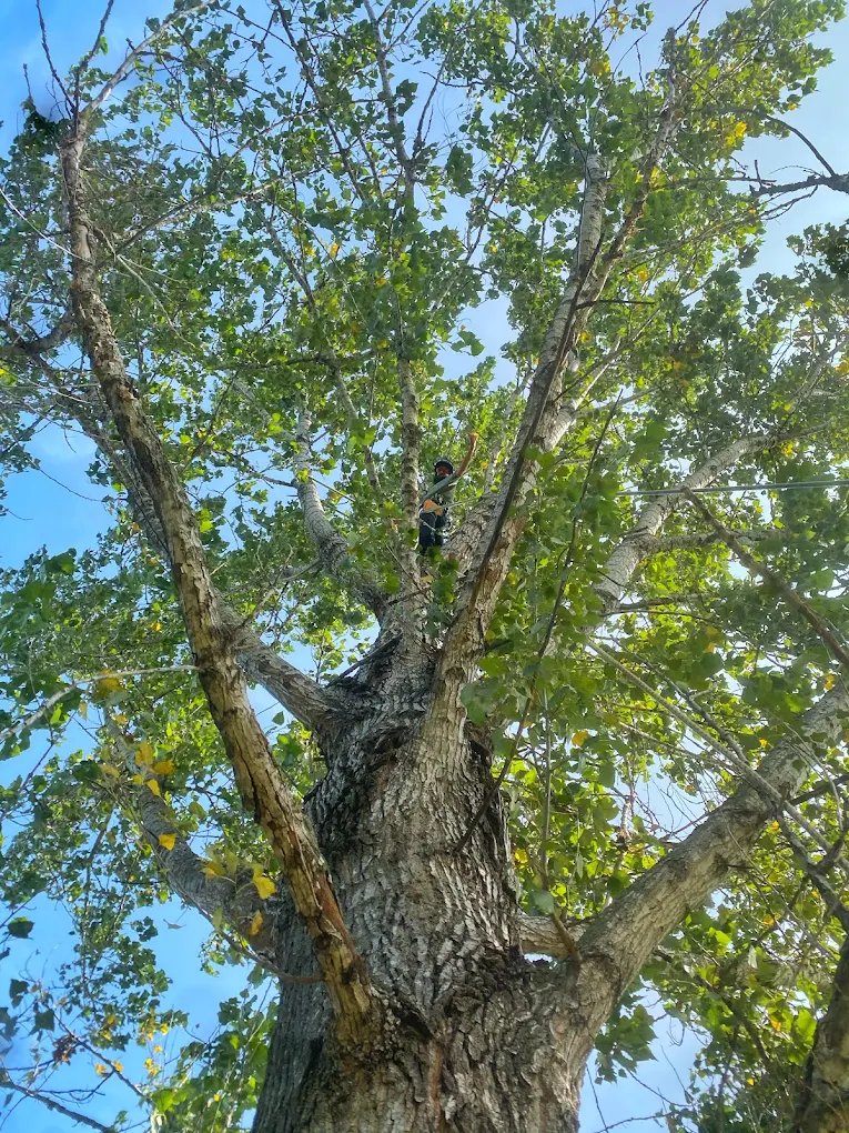 Tree being assessed for risk by a certified arborist in a residential area.
