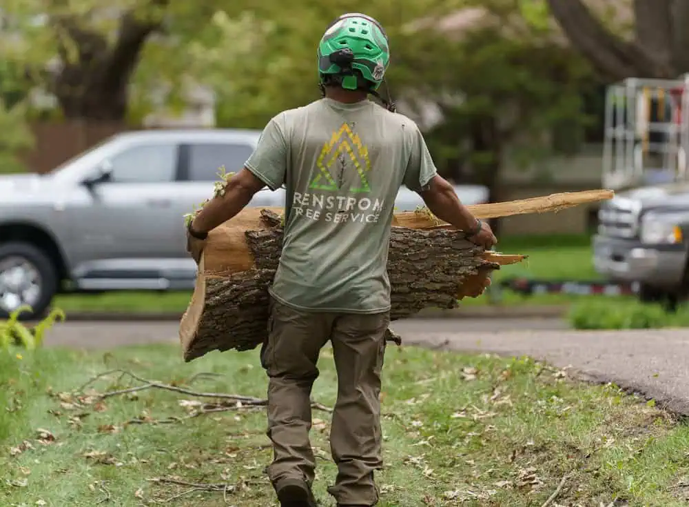 What Stillwater Homeowners Should Know Before Tree Removal