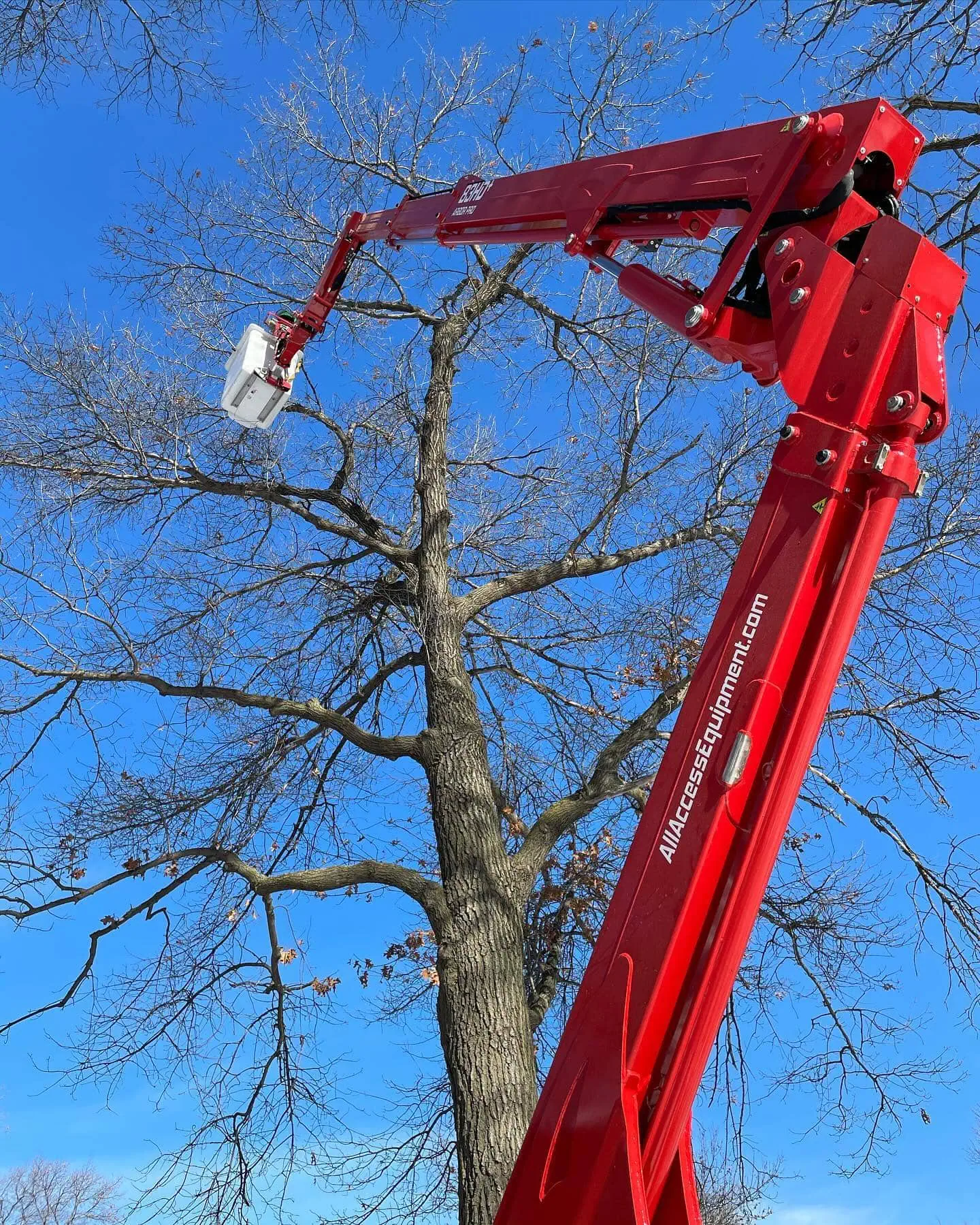 Winter tree pruning techniques for maintaining healthy trees during the colder months.