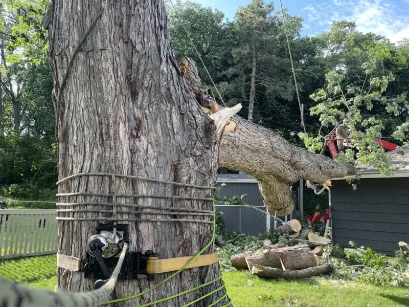 Emergency tree removal service in White Bear Lake MN using advanced equipment