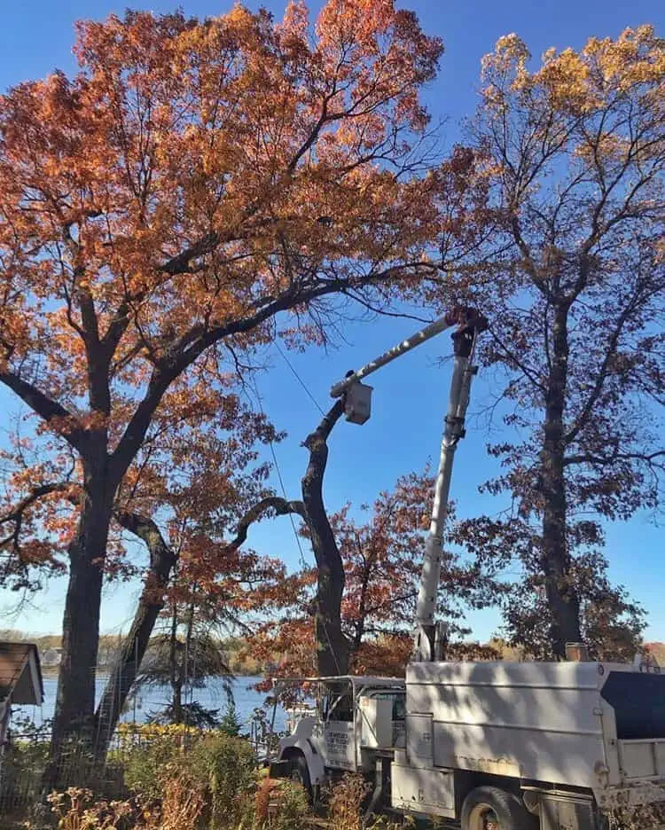 Why White Bear Lake Trees Become Dangerous After Minnesota Winters