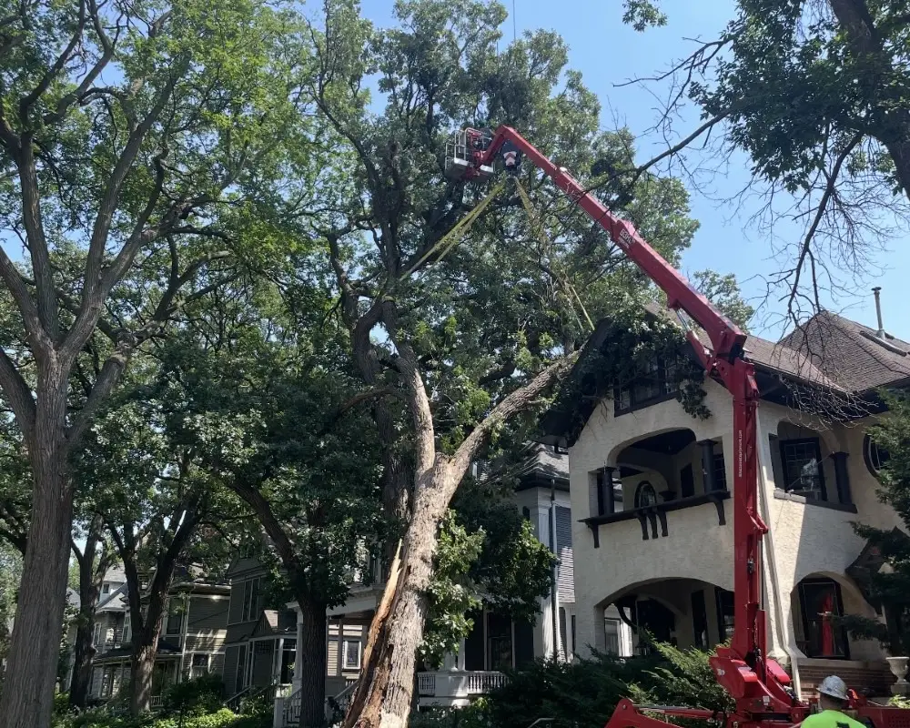 ISA Certified Arborist from Renstrom Tree Service evaluating an oak tree in White Bear Lake