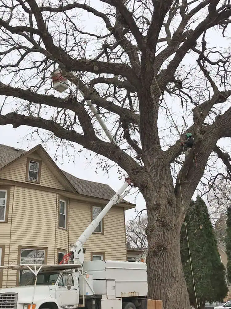 Trusted Tree Service in Minneapolis MN Renstrom Tree Service