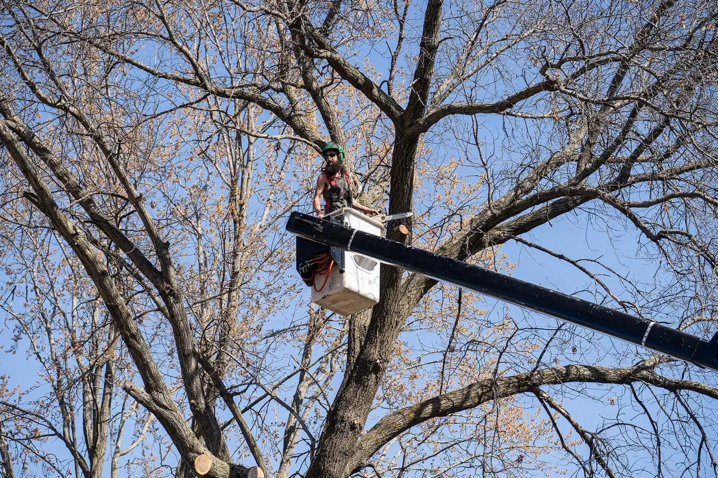 Professional tree pruning service in White Bear Lake MN for utility clearance