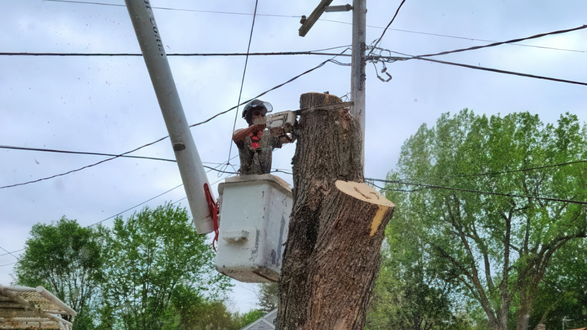 Trees Near Power Lines After a Storm: What White Bear Lake Homeowners Should Do Next