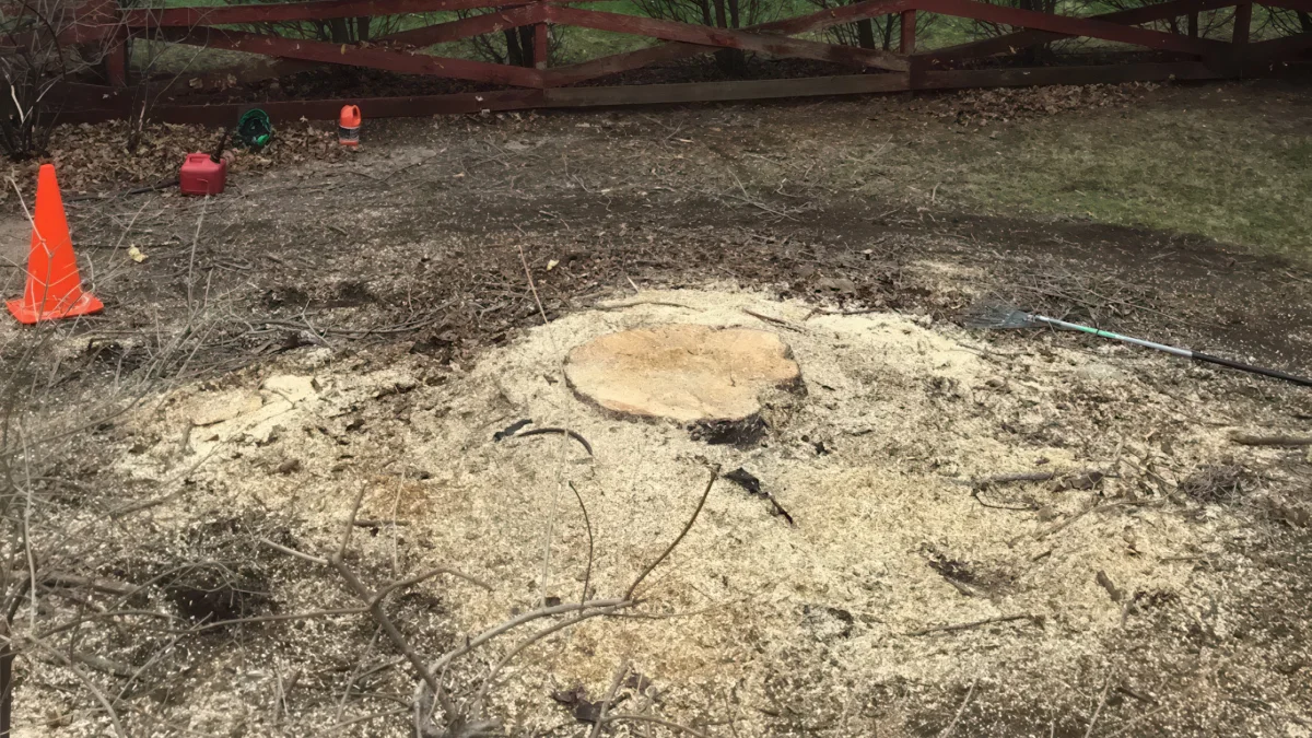 Stump Grinding vs. Stump Removal: Which Option Is Right for Your Yard?