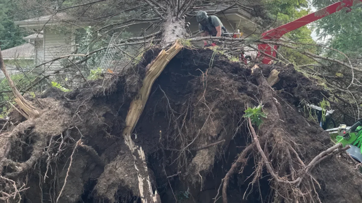 Exposed Tree Roots: When They Are Normal and When They Signal a Problem