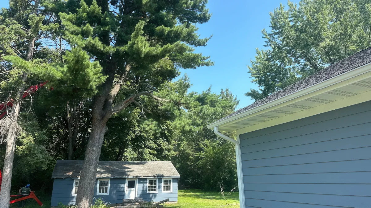 How to Water a Newly Planted Tree During a Minnesota July