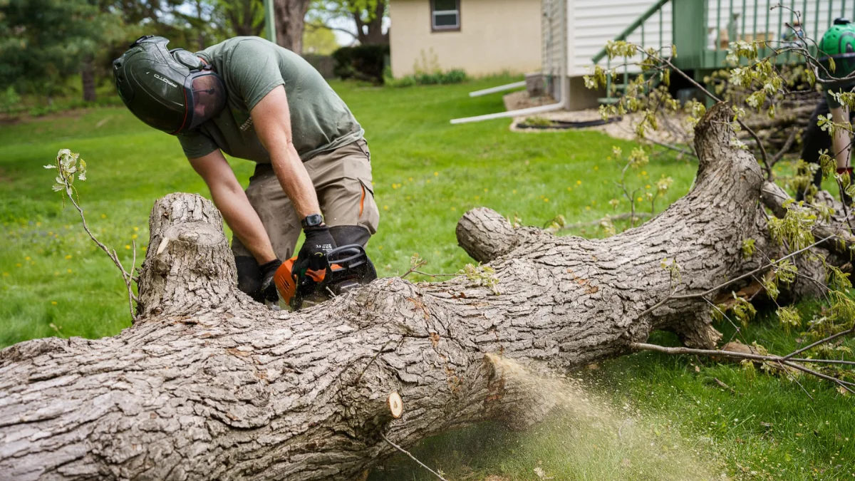 Fallen Branches After a Storm: What You Can Safely Handle and When to Call a Professional