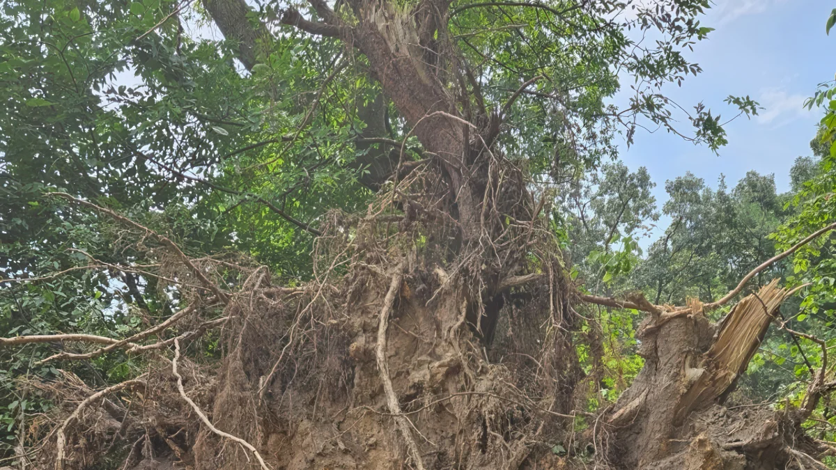 Compacted Soil, Construction, and Tree Roots: Protecting Mature Trees During Home Projects