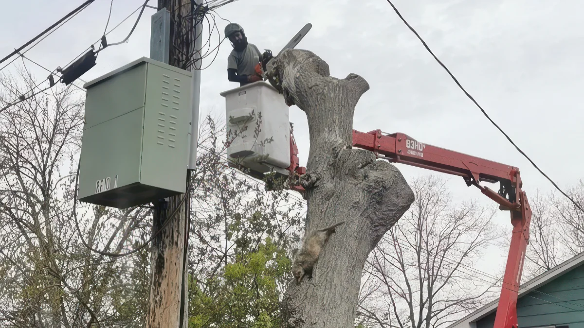 How Far Should Trees Be From Your House, Driveway, and Power Lines? A Minnesota Planning Guide