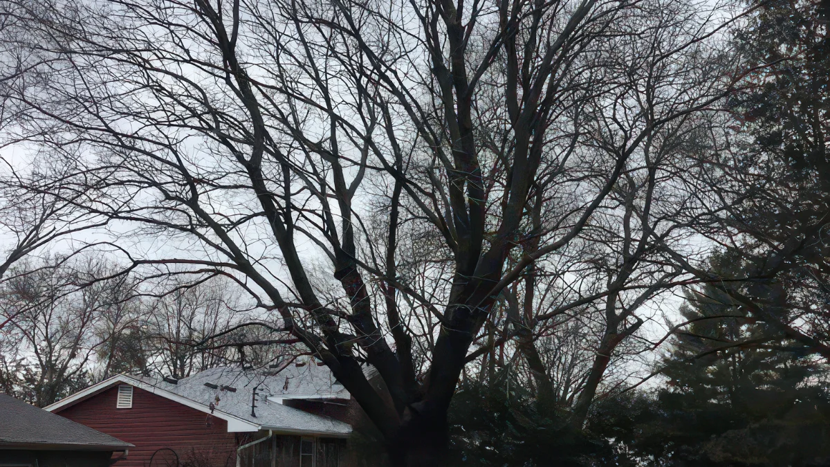 Why Mature Trees Decline in Summer: A Twin Cities Arborist's Diagnostic Checklist