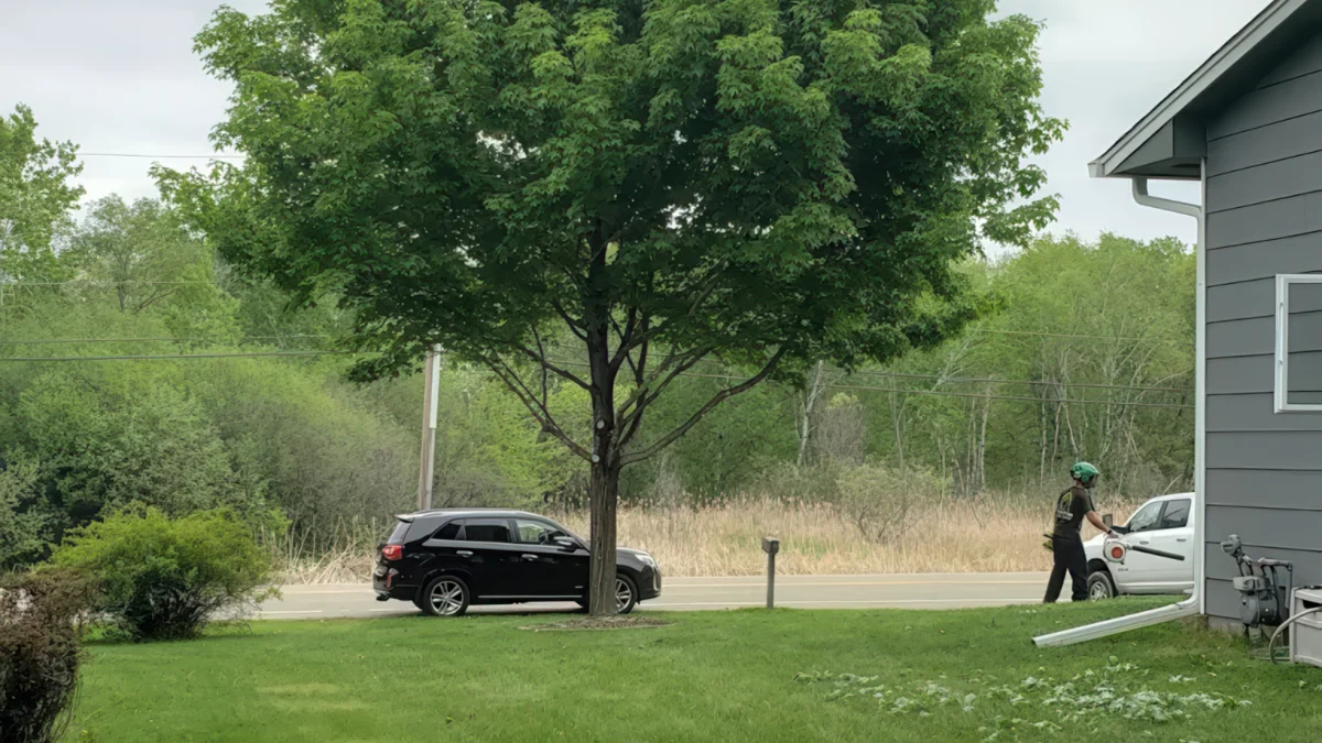 Tree Trimming for Curb Appeal: A Twin Cities Homeowner's Guide Before Listing a Home