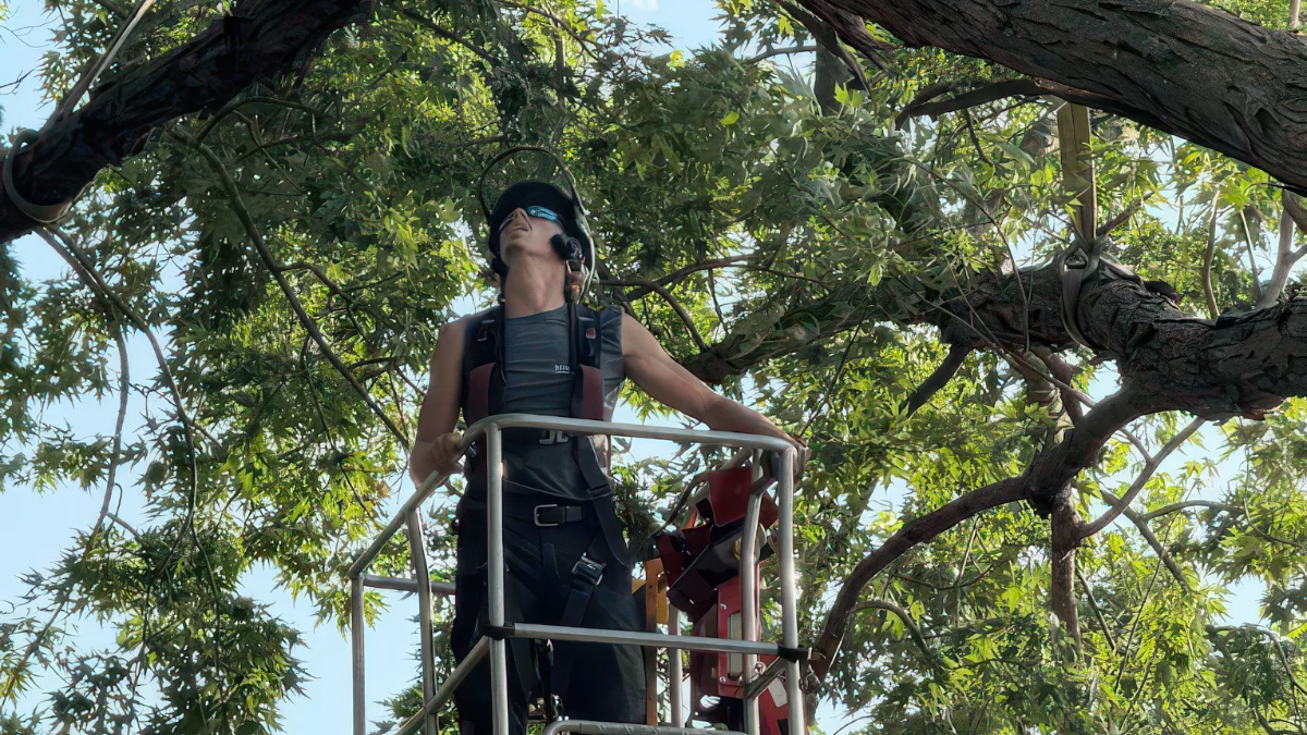 An ISA Certified Arborist from Renstrom Tree Service inspecting hail damage on a mature tree in White Bear Lake, MN.
