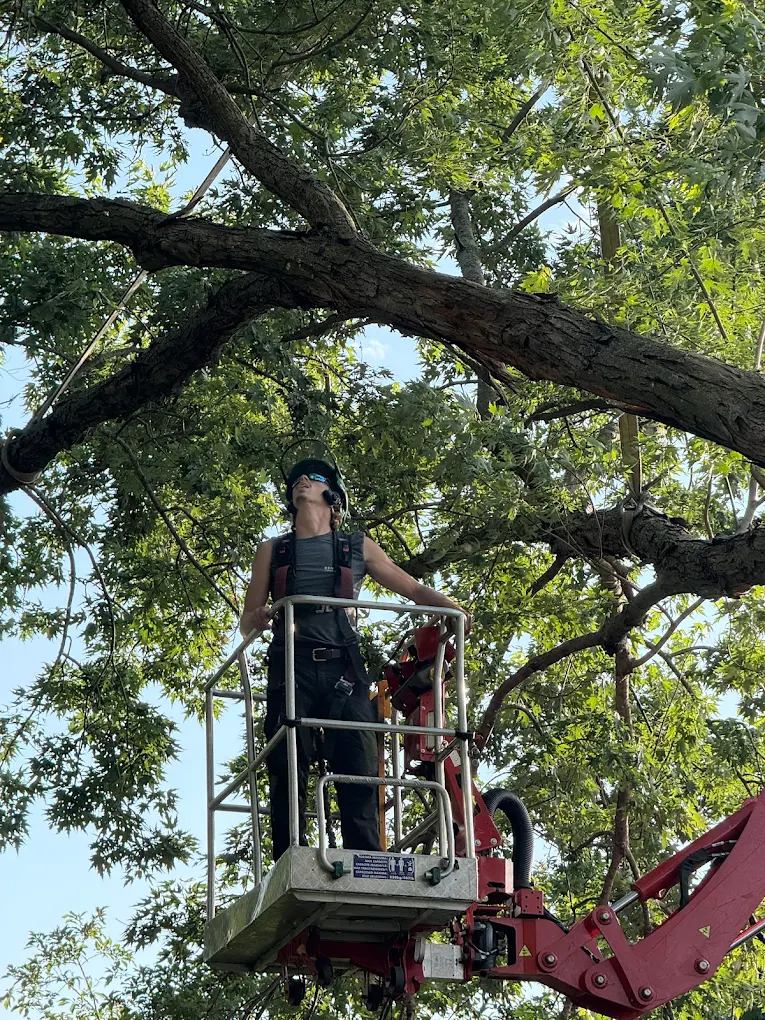 Renstrom Tree Service crew performing professional tree removal in Lake Elmo, MN