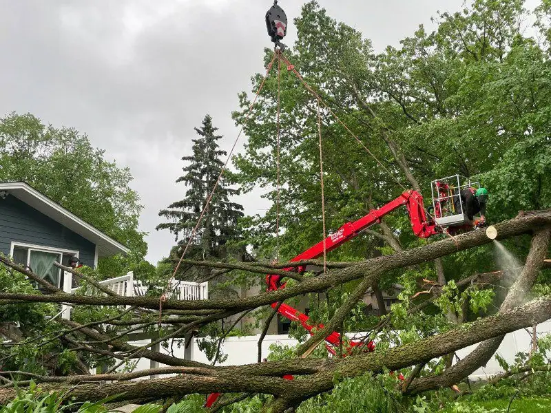 Renstrom Tree Service crew performing professional tree removal in Mendota Heights, MN