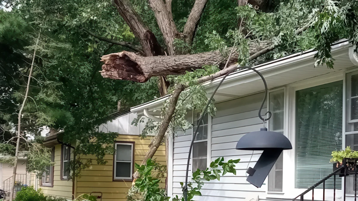 Emergency tree removal service in White Bear Lake MN with professional cleanup
