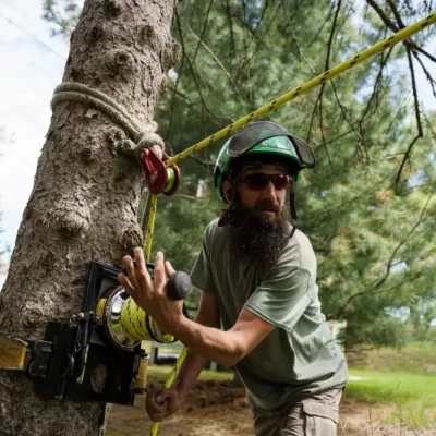 Tree removal 2