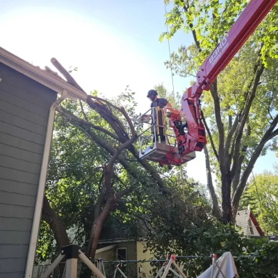 Whitledge Tree Service Banner